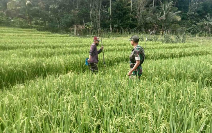 Pendampingan petani desa binaan