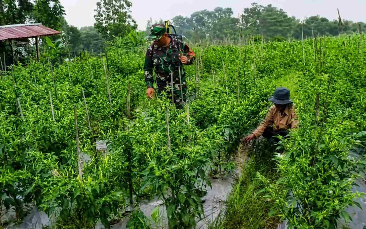 Bantu petani rawat tanaman cabai
