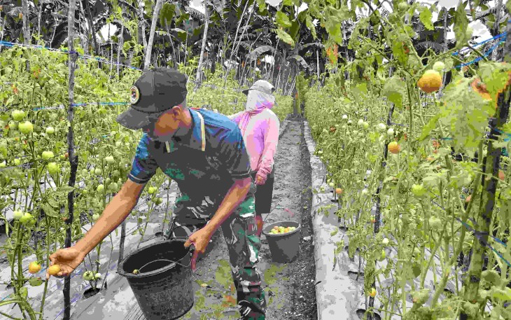 Panen tomat bersama warga di perbatasan