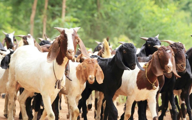Hewan kurban kambing