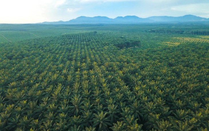 Gangguan Premanisme di Perkebunan Sawit Ancaman Nyata bagi Ketahanan Energi Nasional.