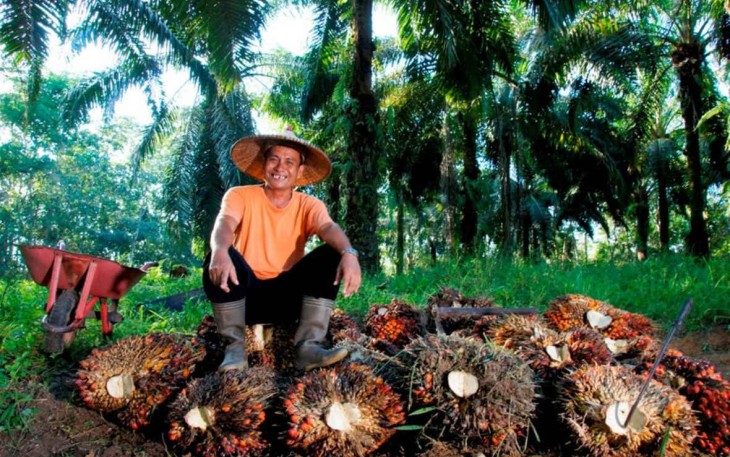 Holding Perkebunan Nusantara Konsisten Serap TBS Petani