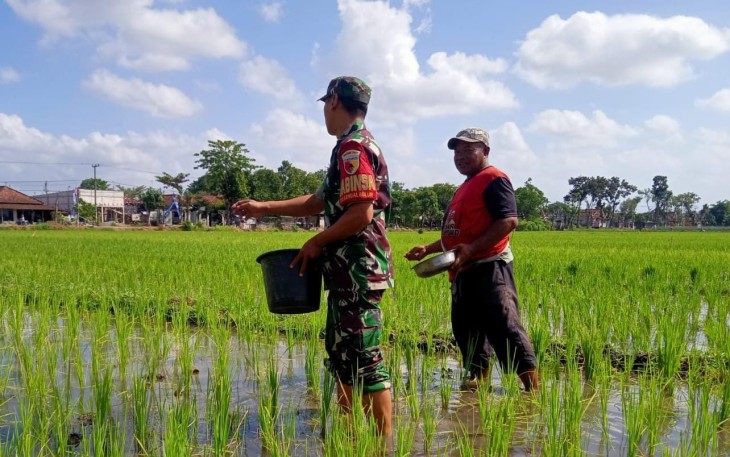 Bantu tebar pupuk di lahan pertanian warga desa binaan 