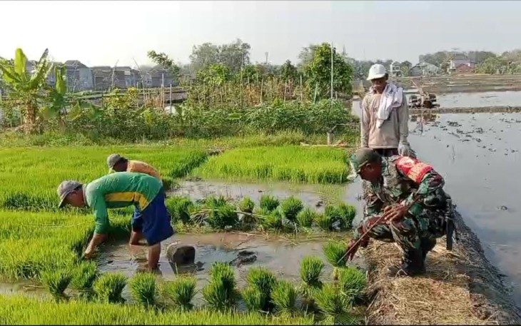 Bantu cabut bibit tanaman padi petani desa binaan 
