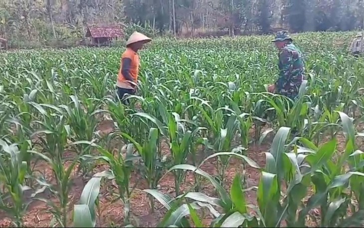 Pendampingan petani wilayah desa binaan 