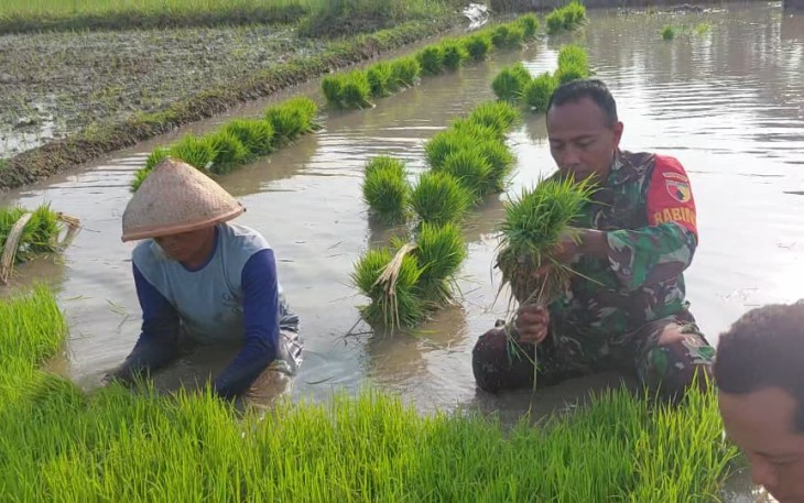 Ndaut benih padi petani wilayah desa binaan 