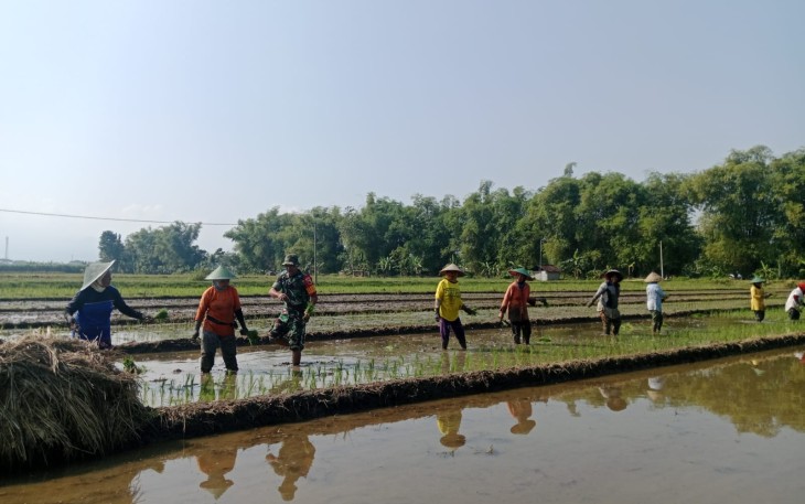 Bantu panen padi petani desa binaan