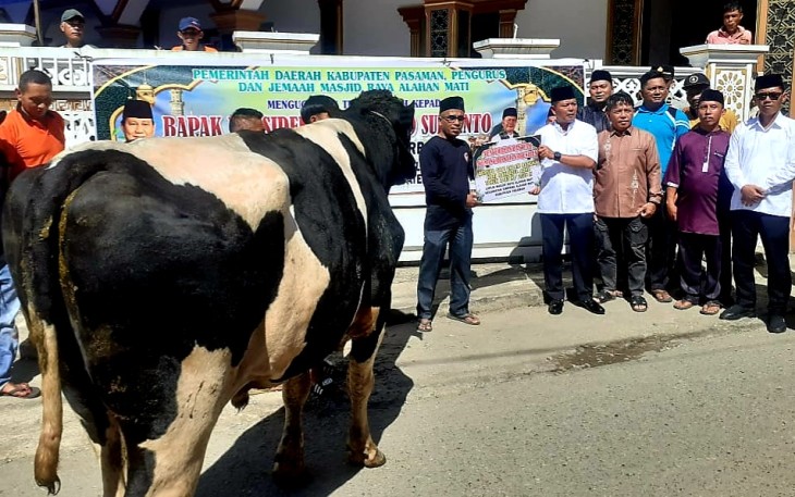 Sapi Kurban Presiden Prabowo Subianto Untuk Warga Alahan Mati