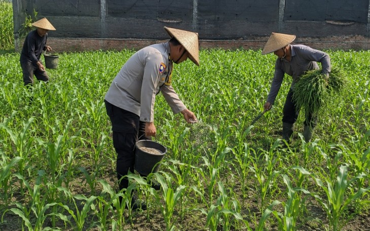 Pak Bhabin Penggerak Ketahanan Pangan, Dampingi Petani Jagung di Kota Malang