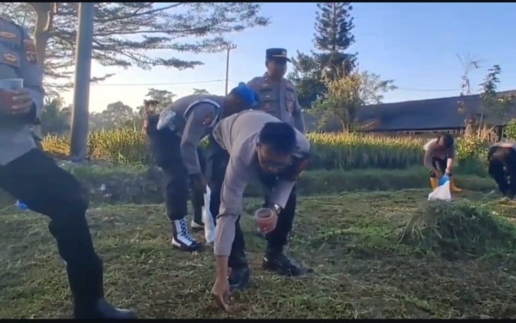 Penanaman jagung serentak
