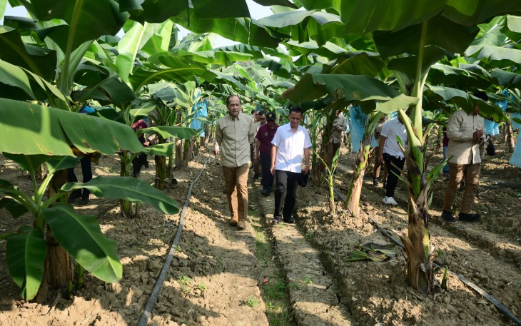 Menteri Transmigrasi M. Iftitah Sulaiman Suryanagara saat meninjau demplot pisang Edo Farm di Sentul, Jawa Barat