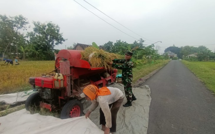 Tangan-Tangan yang Menjaga Ketahanan Pangan, Babinsa Turun Langsung Dampingi Panen Petani Sumberejo