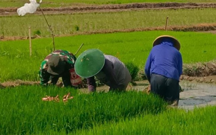 Bantu cabut benih padi di wilayah desa binaan