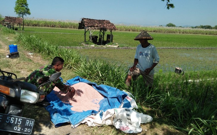 Dari Sawah Mojorejo, Babinsa dan Petani Rawat Padi untuk Jaga Ketahanan Pangan