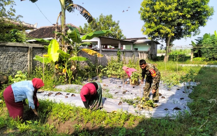 Babinsa Dampingi KWT Mekar Sari Bersihkan Lahan, Dorong Panen Sayuran Melimpah