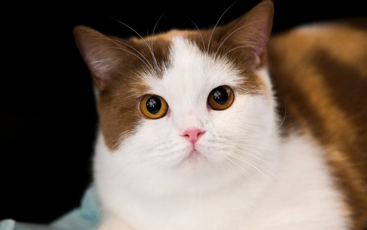 Imlek Dimulai Dengan Cara yang Lebih Meowgic di Grand Galaxy Park Bekasi