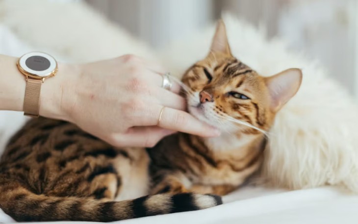 Kandungan Obat Jamur Kucing yang Penting Diperhatikan