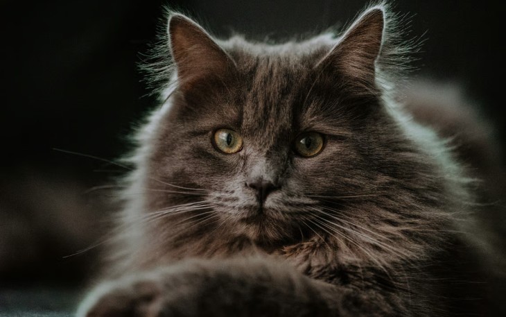 Kucing Maine Coon