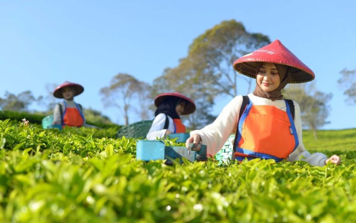 Produk PTPN I Masuk Gerai Legendaris Twinings London