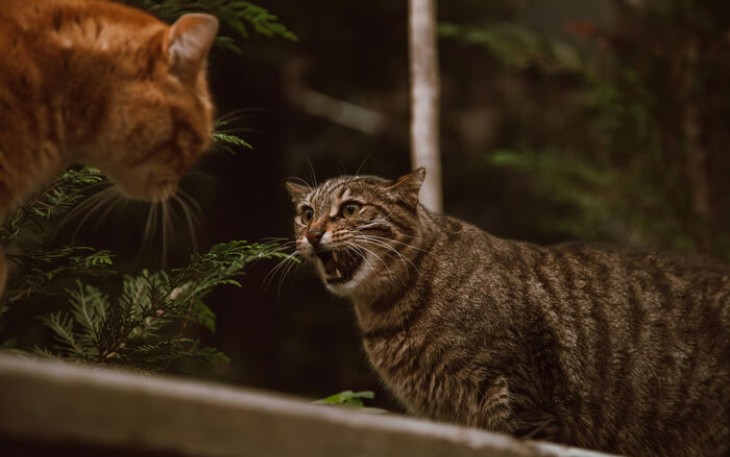 Tips Menangani Kucing Berantem di Rumah