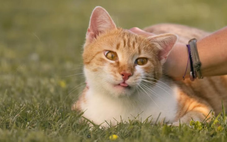 Unicharm Pet Indonesia