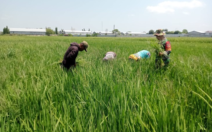 Babinsa Kartosari Bersihkan Gulma Bersama Petani