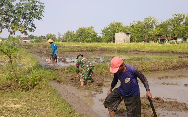 Babinsa Desa Balerejo, Koramil 0803/13 Kebonsari, Serka Hariyono, turun langsung mendampingi Kelompok Tani Karya Tani 2 mengolah lahan sawah milik warga di Desa Balerejo, Kecamatan Kebonsari, Kabupaten Madiun, sebagai persiapan sebelum penanaman.