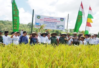 Wakil Bupati Bengkulu Selatan, Gusnan Mulyadi memimpin panen raya padi, Kamis (16/03/2017)