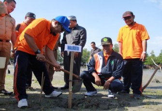 Walikota Bengkulu H. Helmi Hasan  saat  penanaman mangrove kerjasama CSR Pertamina dan Universitas Muhammadiyah Bengkulu (UMB)