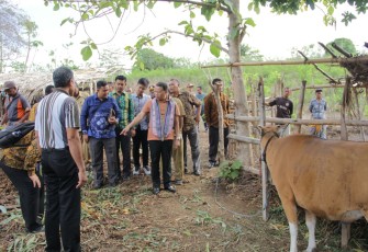 Plt Gubernur saat meninjau tempat ternak sapi