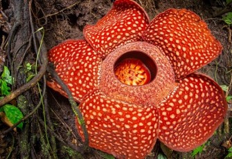 Rafflesia arnoldii. Foto (net)