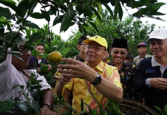 Gubernur Bengkulu Panen Jeruk Gerga.