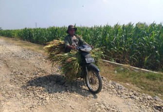 Suju pencari rumput semakin ngacir berkat TMMD Tegal