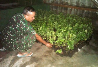 Ratusan bibit pohon siap tanam, TMMD Tegal