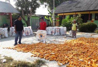 Petani Jagung Desa Jatimulya Berharap ada bantuan air untuk pengairan di musim kemarau