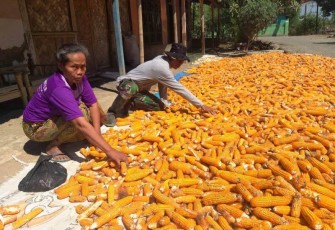 Darsih Petani Desa Jatimulya yang Mendapat Pendampingan Satgas TMMD Tegal
