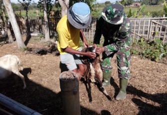 Hewan Korban Di Cek Langsung Oleh Satgas TMMD Reg 105 Kodim Klaten