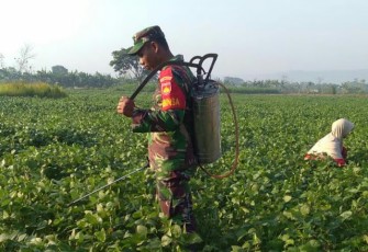 Serka Sriyono Dampingi Petani di lahan Blok H Penyemprotan Kedelai