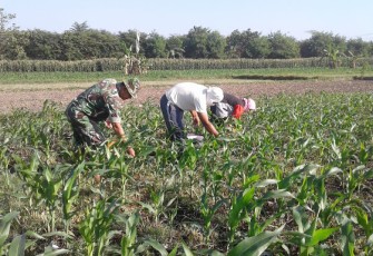 Sertu Prajuarsa  Dampingi Petani Merawat Tanaman Jagung