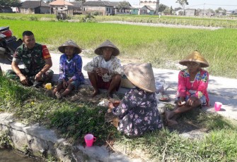 Untuk Selalu Menjalin Keakraban Babinsa Komsos Dengan Para Petani