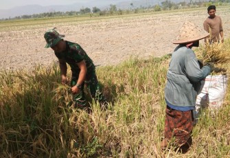 Berharap Swasembada Pangan Terjaga Babinsa Wedi Bantu Panen Padi