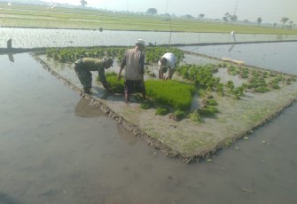 Babinsa Koramil Wonosari Terjun ke Sawah