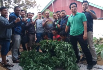 55 batang ganja saat diamankan 