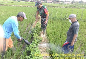 Babinsa Bersama Warga Tangkap Tikus Di Sawah   