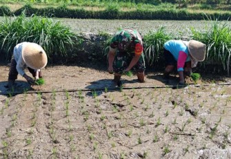 Serda Khusunudin Mendampingi Petani Melaksanakan Tanam Padi