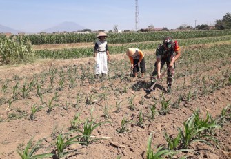 Babinsa Tulung Dangir Jagung Bersama Petani