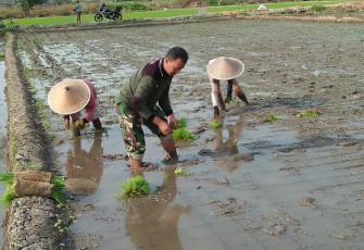 TNI Terjun Kesawah Bantu Petani