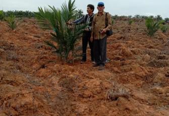 Aceh Utara Launching Penanaman Perdana Program Replanting Sawit