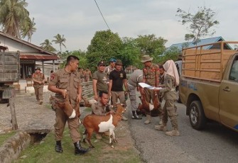Satpol PP Bengkulu Selatan Lakukan Operasi Ternak 