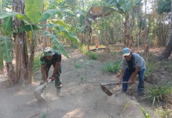 Babinsa Bantu Pendangiran Tanaman Palawija   